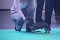 Crufts_dachshunds 227